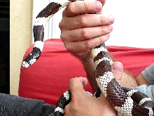 Crikey the king snake needs a new home
