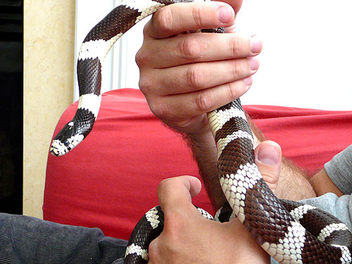 Crikey the king snake needs a new home