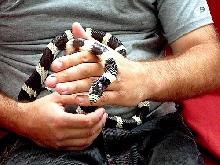 Beautiful kingsnake for sale
