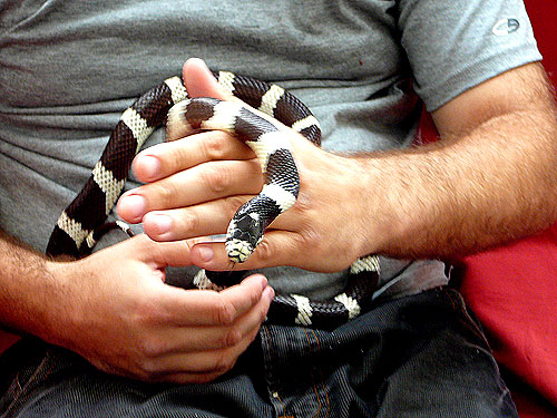 Beautiful kingsnake for sale
