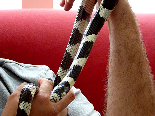 Crikey the king snake needs a new home