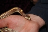 kingsnake