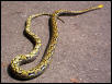 2001 HOldback male-Howe yellowehead
