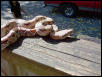 male boa 03