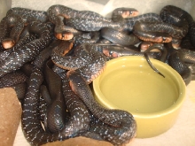 couperi hatchlings 2011