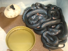 couperi hatchlings 2011  2nd clutch