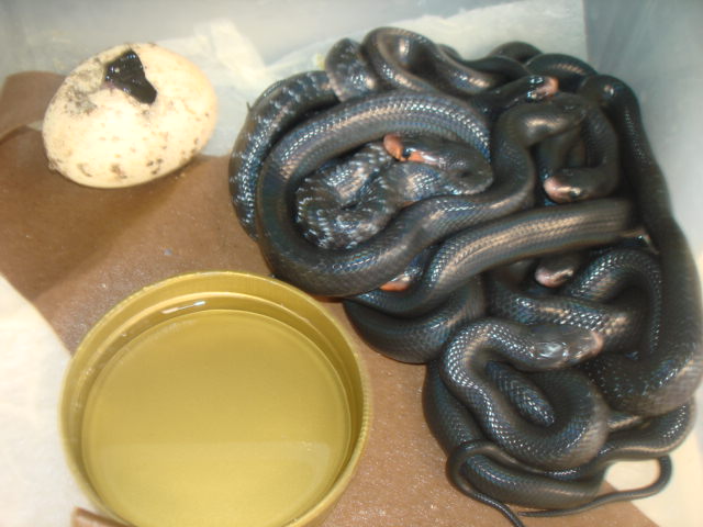 couperi hatchlings 2011  2nd clutch