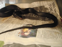male couperi