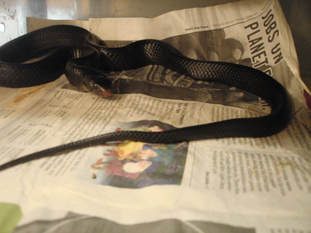 male couperi