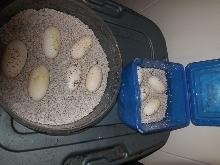 H.h.e    9 eggs    9/30/2013