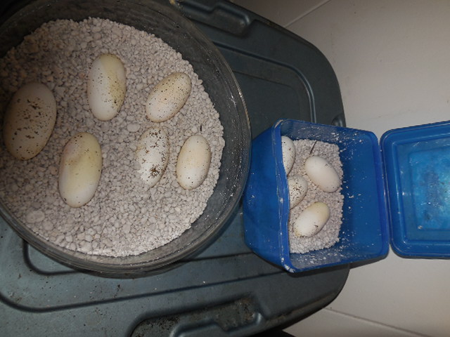 H.h.e    9 eggs    9/30/2013