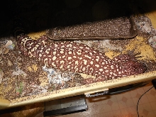 H.h.e    9 eggs    9/30/2013
