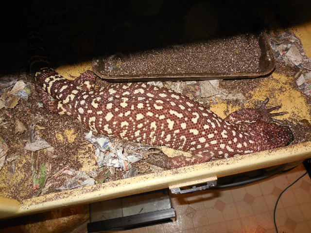H.h.e    9 eggs    9/30/2013