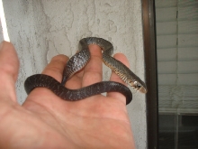 male rubidus