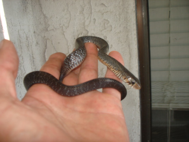 male rubidus