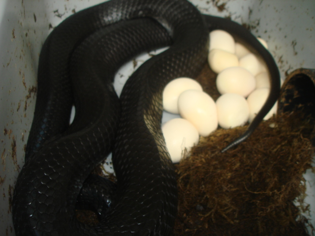 eastern indigo eggs