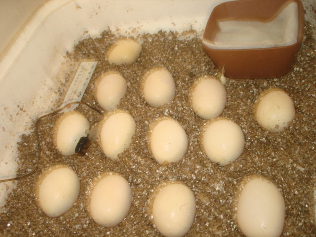 indigo eggs 3/15/11