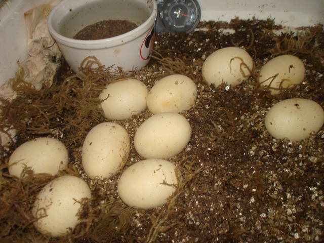 indigo eggs