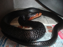 09 male holdback