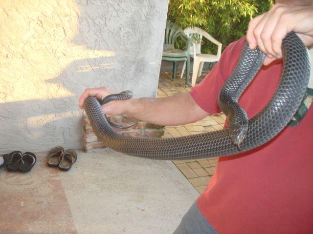 rubidus 2009 male
