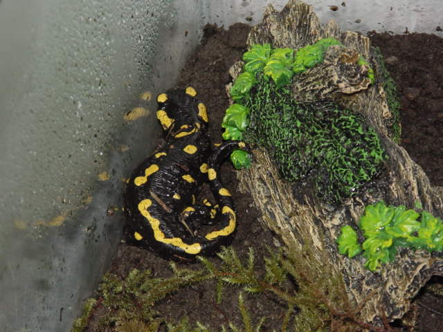 Fire Salamander