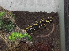 My Fire Salamander stalking an earthworm