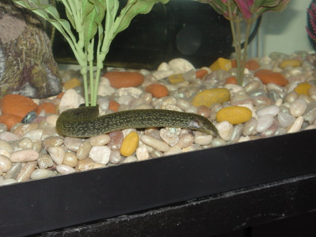 My Lesser Siren