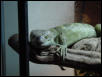 My PTS "Oliver" taking it easy