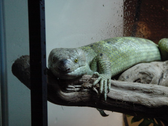 My PTS "Oliver" taking it easy