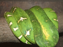 New male