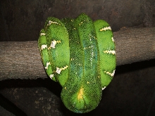 Boy coils