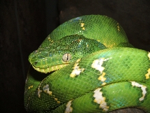 Big eye, little male
