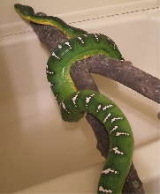 Hanging out