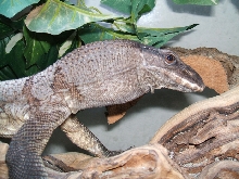 Morgan