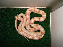 Creamsicle Jungle Corn