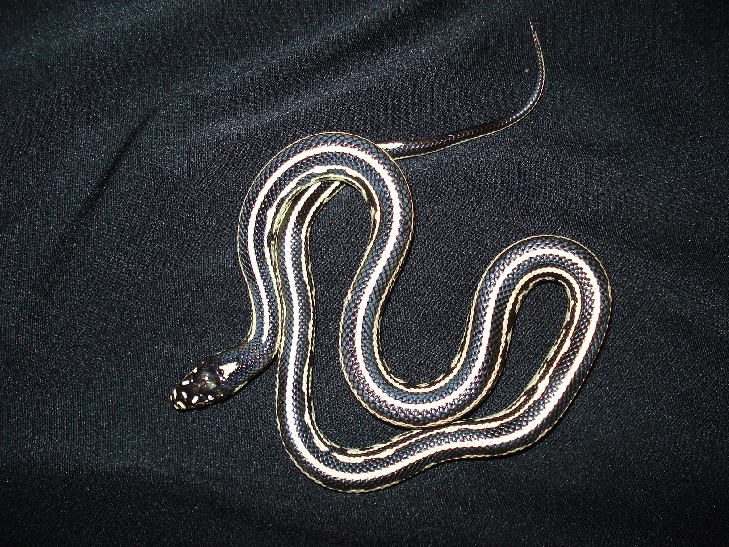 Albino Jungle Corn x Imperial Pueblan