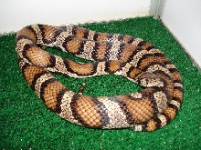 Pueblan Corn