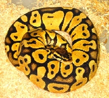 2002 Pastel