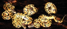 female pastels