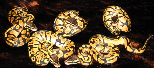 female pastels