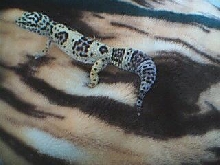 Top view of anabell