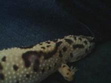 Anabell snooping around