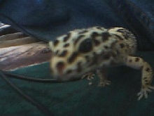 Anabell's face