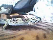 Anabell on the move