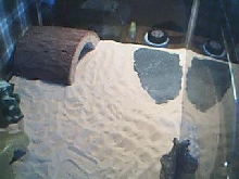 basking area and hiding spot