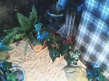 birdseye