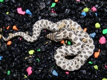`11 Axanthic