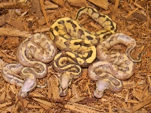 Vanilla Cream Trio