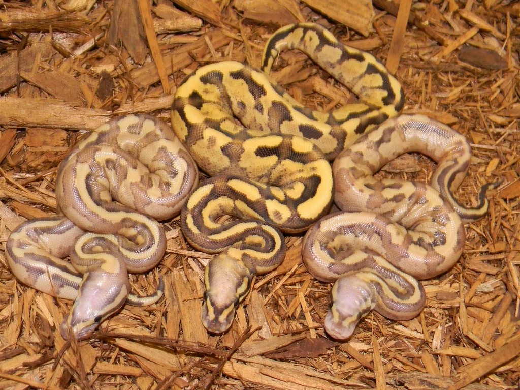 Vanilla Cream Trio