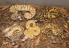 FireFly Combos `12